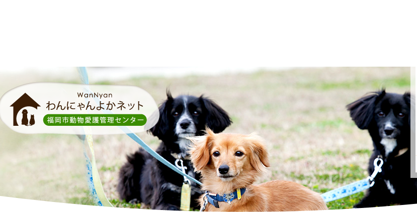 犬の里親になりたい 里親になれる条件や 東京 大阪 福岡の里親募集 譲渡会情報 Pety Part 2