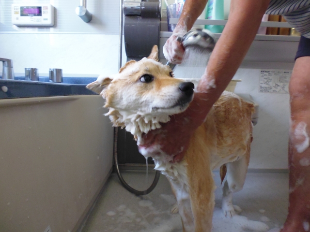 柴犬,お風呂,シャンプー