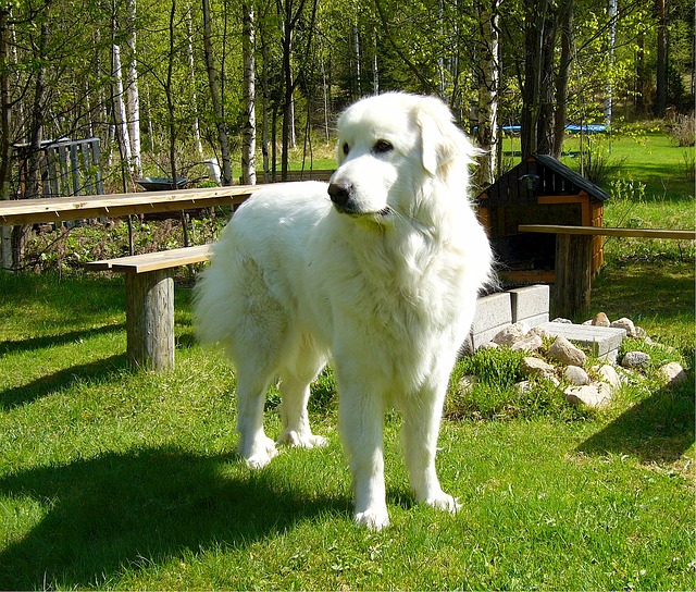 グレートピレニーズ.大型犬,白い犬,もふもふ
