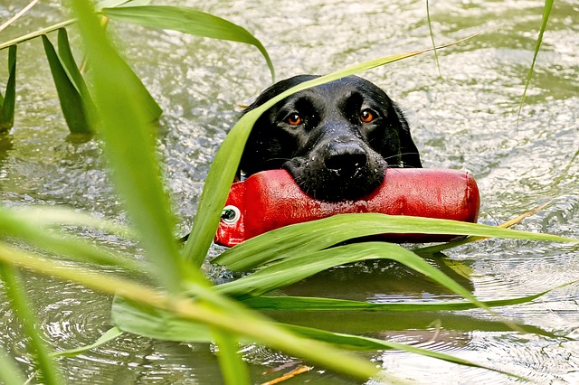 ラブラドールレトリバー,,水難救助犬,黒い犬