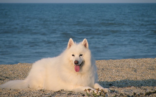 サモエド.白い犬.もこもこ犬.海