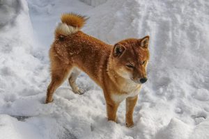 柴犬,雪