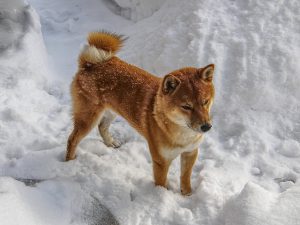 柴犬,雪