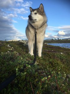 アラスカんマラミュート.大型犬.犬ぞり.ハスキー