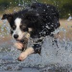 ボーダーコリー,犬,水しぶき