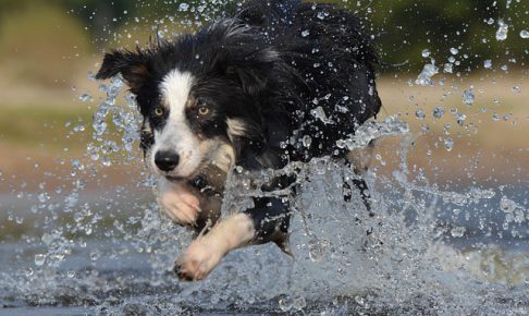 ボーダーコリー,犬,水しぶき