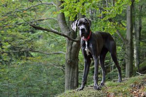 グレートデン,大型犬,黒い犬,首輪